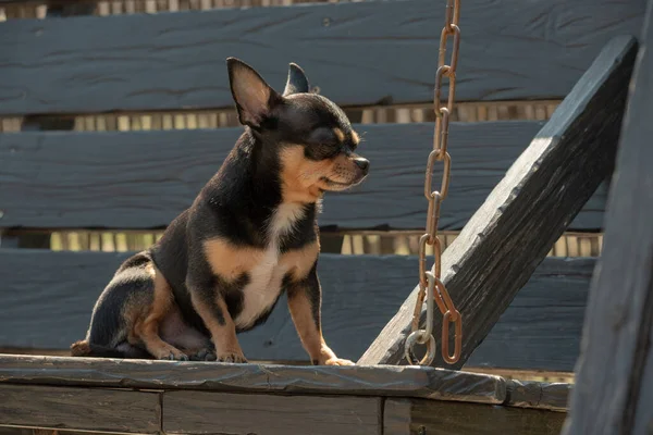 Chihuahua Köpeği Yürüyüşe Çıktı Chihuahua Siyah Kahverengi Beyaz Sonbaharda Köpek — Stok fotoğraf