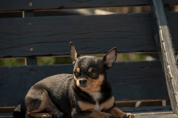 Chihuahua Pies Spacer Chihuahua Czarny Brązowy Biały Pies Jesiennych Spacerach — Zdjęcie stockowe