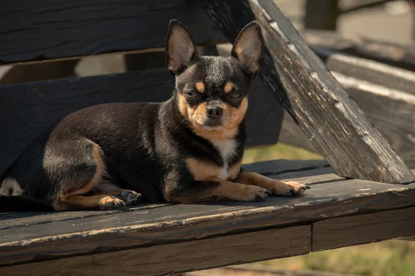 奇瓦瓦犬散步 奇瓦瓦黑色 棕色和白色 秋天的时候 狗在花园里或公园里散步 小品种的狗 宠物必须走在户外 狗的肖像 — 图库照片