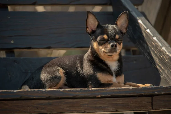 奇瓦瓦犬散步 奇瓦瓦黑色 棕色和白色 秋天的时候 狗在花园里或公园里散步 小品种的狗 宠物必须走在户外 狗的肖像 — 图库照片