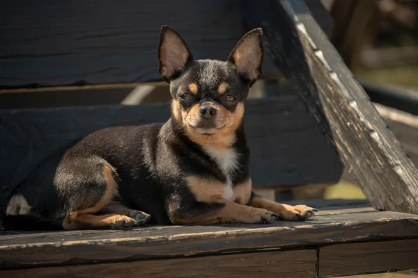 散歩のChihuahua犬 Chihuahua黒 茶色と白 秋の犬は庭や公園を散歩します 犬の小さな品種 ペットは屋外を歩く必要があります 犬の肖像画 — ストック写真