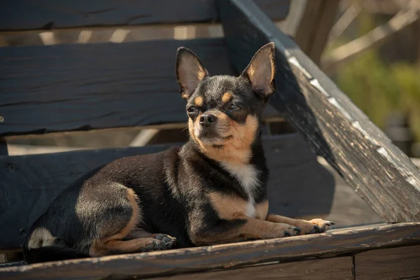 Chihuahua Perro Dar Paseo Chihuahua Negro Marrón Blanco Perro Los — Foto de Stock