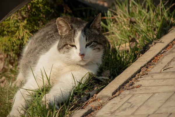 一只白斑的街头猫坐在栅栏上 春天在猫 阳光灿烂的日子白猫在栅栏上 街上的白灰猫 — 图库照片