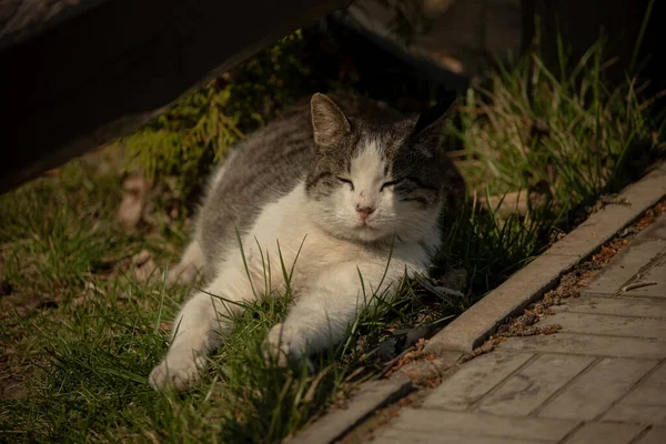 白い斑点のある通りの猫が柵の上に座っている 猫の春 晴れた日白い猫が柵の上にいる 通りに白灰色の猫 — ストック写真