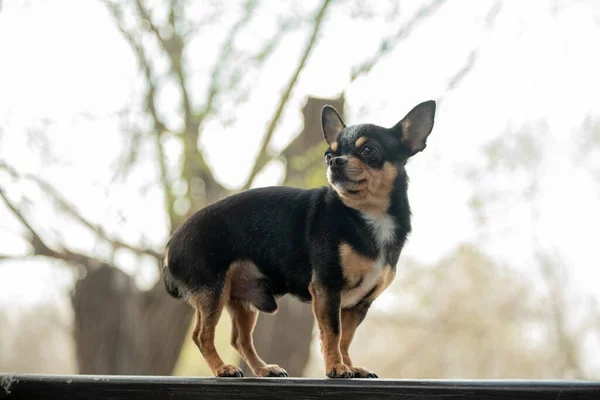 Pies Spaceruje Ulicy Chihuahua Pies Spacer Chihuahua Czarny Brązowy Biały — Zdjęcie stockowe