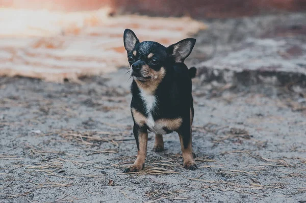 Pet dog walks on the street. Chihuahua dog for a walk. Chihuahua black, brown and white. Cute puppy on a walk. Dog in the garden or in the park Well groomed dog Chihuahua mini smooth haired