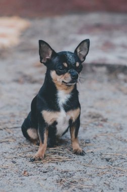 Evcil köpek sokakta yürüyor. Chihuahua köpeği yürüyüşe çıktı. Chihuahua siyah, kahverengi ve beyaz. Yürüyüşe çıkmış şirin bir köpek yavrusu. Bahçedeki ya da parktaki köpek İyi yetiştirilmiş köpek Chihuahua mini pürüzsüz saçlı