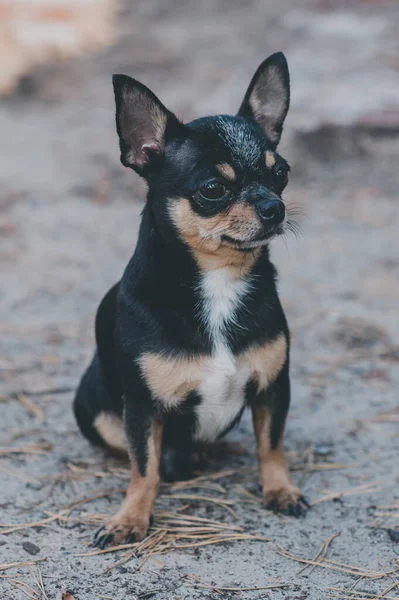 Pies Spaceruje Ulicy Chihuahua Pies Spacer Chihuahua Czarny Brązowy Biały — Zdjęcie stockowe