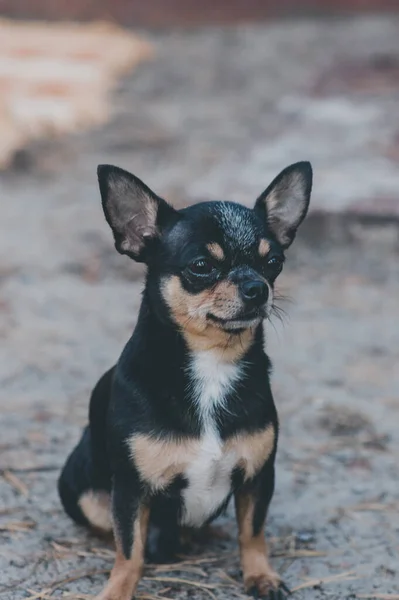 Kiskutya Sétál Utcán Chihuahua Kutya Sétálni Chihuahua Fekete Barna Fehér — Stock Fotó