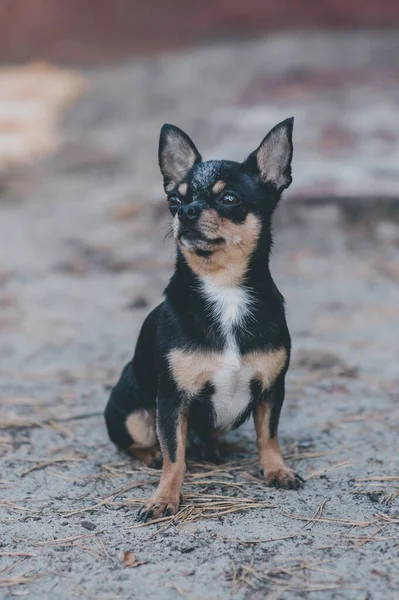 Kiskutya Sétál Utcán Chihuahua Kutya Sétálni Chihuahua Fekete Barna Fehér — Stock Fotó