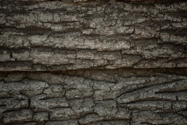 Textura Madeira Fundo Painéis Antigos Superfície Madeira Marrom Escuro Textura — Fotografia de Stock