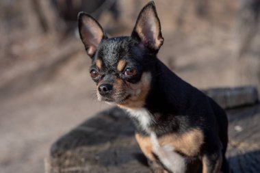 Evcil köpek Chihuahua sokakta yürüyor. Chihuahua köpeği yürüyüşe çıktı. Chihuahua siyah, kahverengi ve beyaz. Şirin köpek. Mini cins Chihuahua Pürüzsüz Shorthair. Dışarıda poz veren sevimli köpek yavrusu