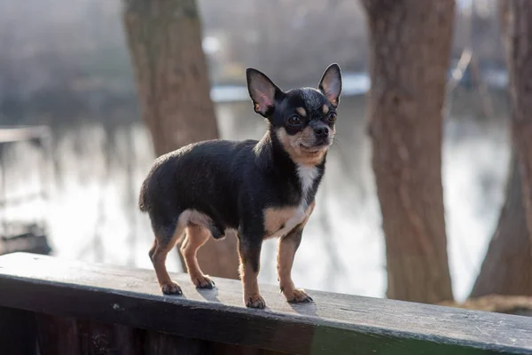 ペット犬Chihuahua通りを歩く 散歩のChihuahua犬 Chihuahua黒 茶色と白 可愛い子犬さん ミニ品種Chihuahua滑らかなショートヘア 可愛いです子犬ポーズ屋外 — ストック写真