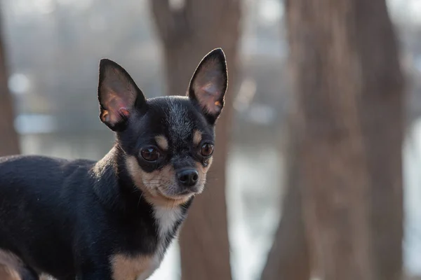 ペット犬Chihuahua通りを歩く 散歩のChihuahua犬 Chihuahua黒 茶色と白 可愛い子犬さん ミニ品種Chihuahua滑らかなショートヘア 可愛いです子犬ポーズ屋外 — ストック写真