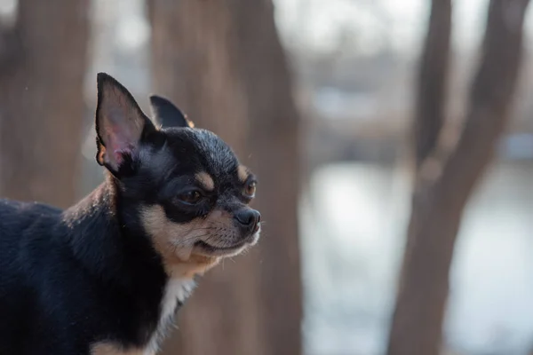 Evcil Köpek Chihuahua Sokakta Yürüyor Chihuahua Köpeği Yürüyüşe Çıktı Chihuahua — Stok fotoğraf