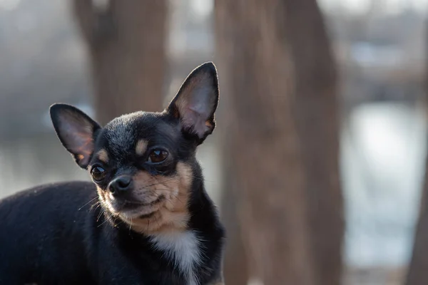 ペット犬Chihuahua通りを歩く 散歩のChihuahua犬 Chihuahua黒 茶色と白 可愛い子犬さん ミニ品種Chihuahua滑らかなショートヘア 可愛いです子犬ポーズ屋外 — ストック写真