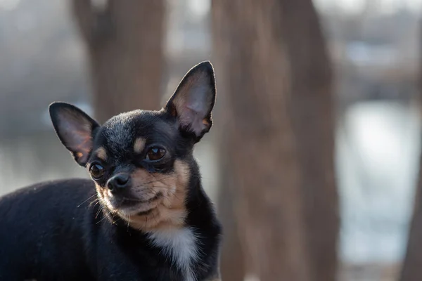 Evcil Köpek Chihuahua Sokakta Yürüyor Chihuahua Köpeği Yürüyüşe Çıktı Chihuahua — Stok fotoğraf