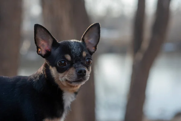 宠物狗奇瓦瓦在街上散步 奇瓦瓦犬散步 奇瓦瓦黑色 棕色和白色 可爱的小狗 迷你品种奇瓦华平整 可爱的小狗在户外摆姿势 — 图库照片