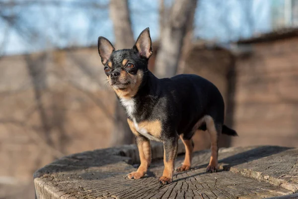 ペット犬Chihuahua通りを歩く 散歩のChihuahua犬 Chihuahua黒 茶色と白 可愛い子犬さん ミニ品種Chihuahua滑らかなショートヘア 可愛いです子犬ポーズ屋外 — ストック写真