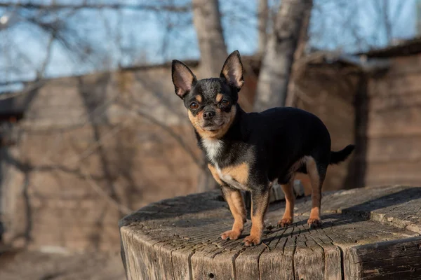 Perro Mascota Chihuahua Pasea Por Calle Chihuahua Perro Dar Paseo —  Fotos de Stock