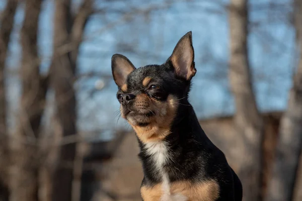 宠物狗奇瓦瓦在街上散步 奇瓦瓦犬散步 奇瓦瓦黑色 棕色和白色 可爱的小狗 迷你品种奇瓦华平整 可爱的小狗在户外摆姿势 — 图库照片