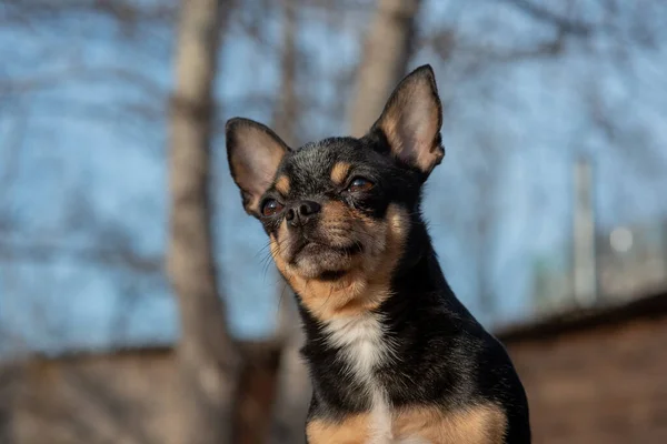 Zvířecí Pes Chihuahua Chodí Ulici Chihuahua Pes Procházku Chihuahua Černá — Stock fotografie