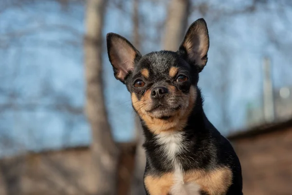 ペット犬Chihuahua通りを歩く 散歩のChihuahua犬 Chihuahua黒 茶色と白 可愛い子犬さん ミニ品種Chihuahua滑らかなショートヘア 可愛いです子犬ポーズ屋外 — ストック写真