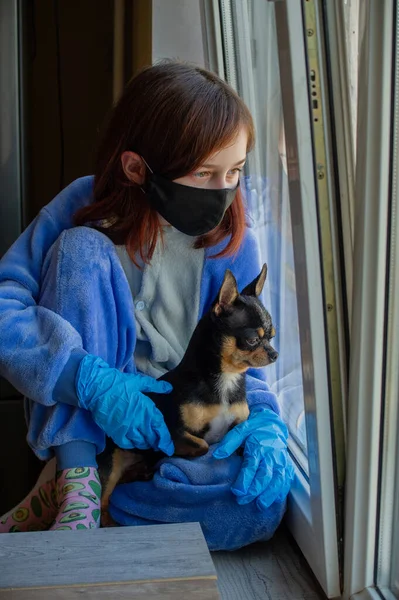 Girl with her chihuahua out the window because she cannot go outside. Lifestyle concept.Girl and dog coronavirus stay home. Girl 9 years old with a chihuahua dog during a viral infection. Corona virus