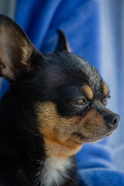 Dziewczyna Chihuahua Oknem Nie Może Wyjść Zewnątrz Koncepcja Stylu Życia — Zdjęcie stockowe