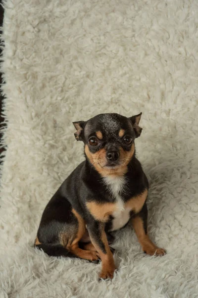 Chihuahua Mały Piesek Chihuahua Krześle Pies Zwierzę Trzykolorowy Czarno Brązowo — Zdjęcie stockowe