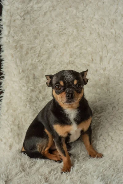 Chihuahua Perrito Chihuahua Una Silla Perro Mascota Tri Color Negro —  Fotos de Stock