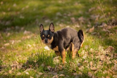 Chihuahua köpeği çim tarlasına dışkıladı. Chihuahua kakası