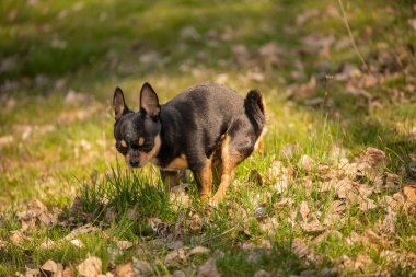 Chihuahua köpeği çim tarlasına dışkıladı. Chihuahua kakası