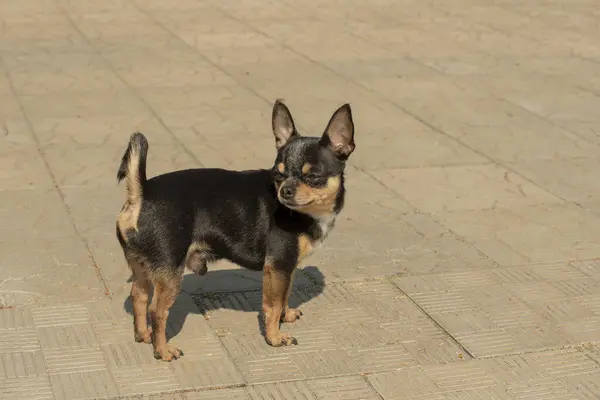 Cão Estimação Chihuahua Caminha Rua Chihuahua Cão Para Uma Caminhada — Fotografia de Stock