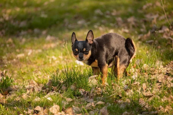 Chihuahua Perro Defecado Campo Hierba Caca Chihuahua —  Fotos de Stock