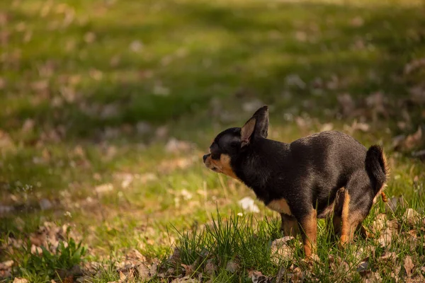 Chihuahua Kutya Ürített Területen Chihuahua Kakilás — Stock Fotó