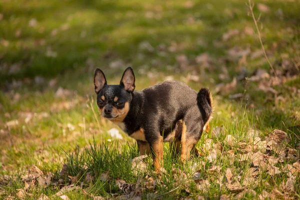 Σκυλί Chihuahua Αφόδευσε Στον Τομέα Του Χόρτου Σκατό Τσιουάουα — Φωτογραφία Αρχείου