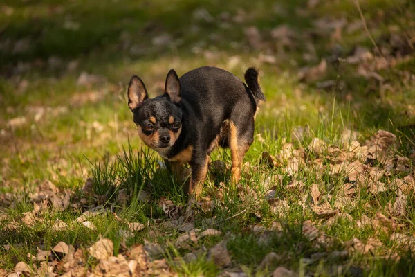 Chihuahua Köpeği Çim Tarlasına Dışkıladı Chihuahua Kakası — Stok fotoğraf