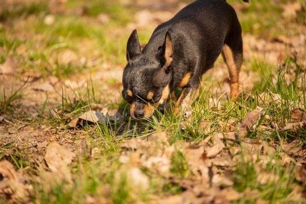 Chihuahua Kutya Ürített Területen Chihuahua Kakilás — Stock Fotó