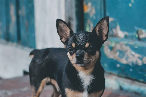 Hondenloopjes Straat Chihuahua Hond Voor Een Wandeling Chihuahua Zwart Bruin — Stockfoto