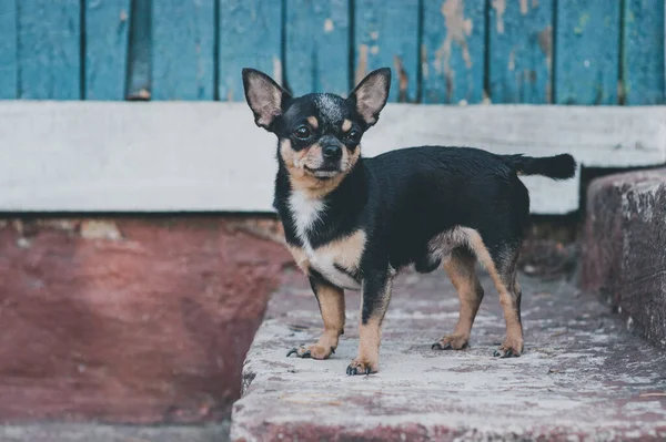 Hund Geht Auf Der Straße Spazieren Chihuahua Hund Für Einen — Stockfoto