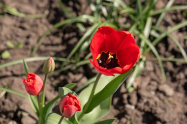 Kışın veya ilkbaharda lale tarlasında yeşil yapraklı lale çiçeği. Kartpostal süsleme ve tarım konsepti tasarımı için. Laleler, bahar. Baharda doğa. Çiçekler açıyor.