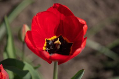 Kışın veya ilkbaharda lale tarlasında yeşil yapraklı lale çiçeği. Kartpostal süsleme ve tarım konsepti tasarımı için. Laleler, bahar. Baharda doğa. Çiçekler açıyor.