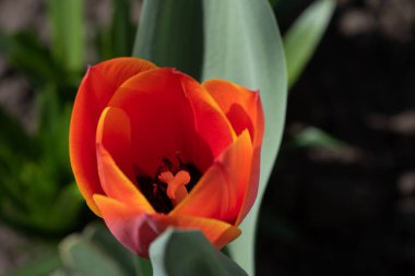 Kışın veya ilkbaharda lale tarlasında yeşil yapraklı lale çiçeği. Kartpostal süsleme ve tarım konsepti tasarımı için. Laleler, bahar. Baharda doğa. Çiçekler açıyor.