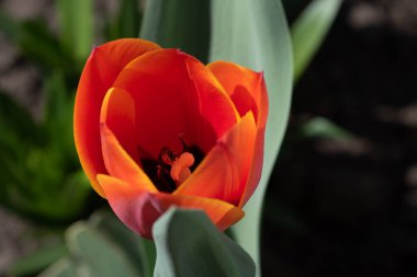 Kışın veya ilkbaharda lale tarlasında yeşil yapraklı lale çiçeği. Kartpostal süsleme ve tarım konsepti tasarımı için. Laleler, bahar. Baharda doğa. Çiçekler açıyor.