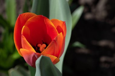 Kışın veya ilkbaharda lale tarlasında yeşil yapraklı lale çiçeği. Kartpostal süsleme ve tarım konsepti tasarımı için. Laleler, bahar. Baharda doğa. Çiçekler açıyor.