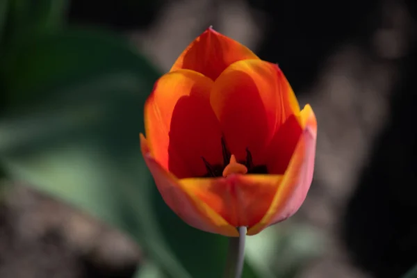 Kwiat Tulipana Zielonym Tłem Liści Polu Tulipanów Zimie Lub Wiosenny — Zdjęcie stockowe