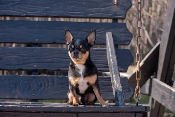 Pet dog walks on the street. Chihuahua dog for a walk. Chihuahua black, brown and white. Cute puppy on a walk. Dog in the garden or in the park Well groomed dog Chihuahua mini smooth haired