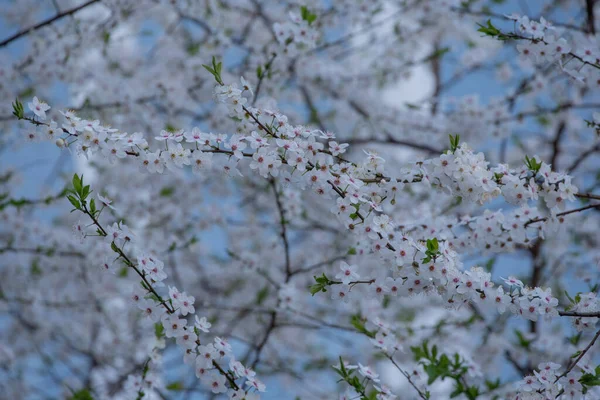 Voorjaarsbloei Van Kersenboom Tegen Lucht Close Bomen Bloeien Het Voorjaar — Stockfoto