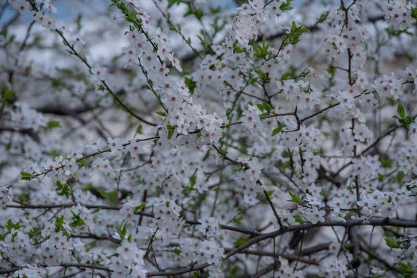 Floração Primavera Cerejeira Contra Céu Close Árvores Florescem Primavera Primavera — Fotografia de Stock